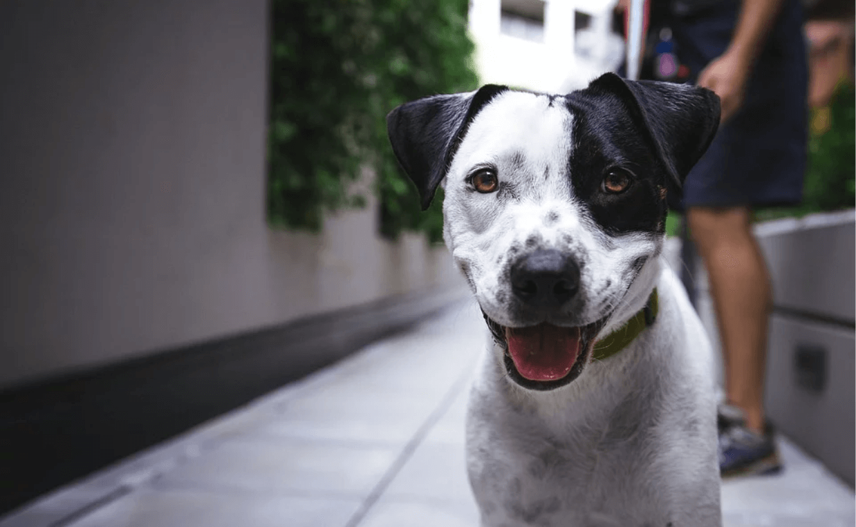 black and white terrier