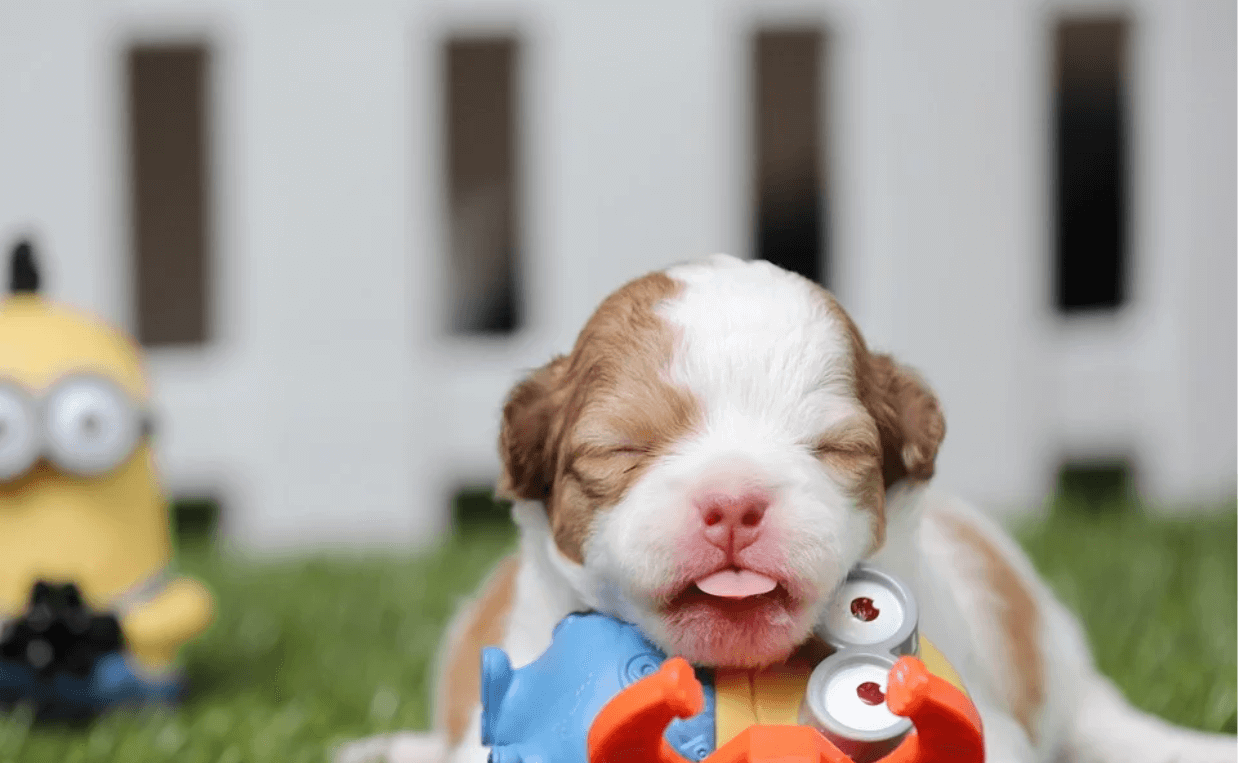 brown and white puppy with toy very young