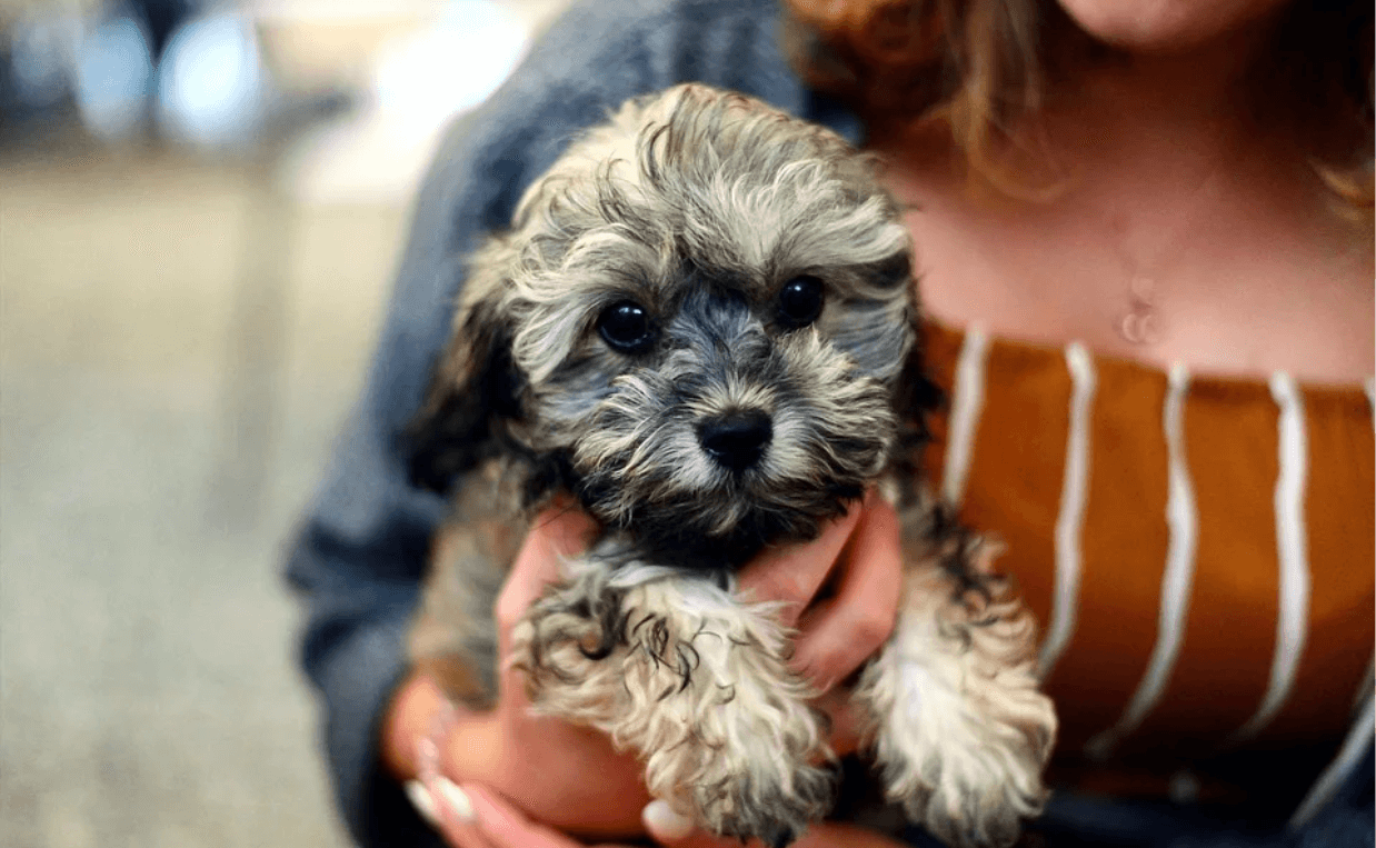 fluffy puppy