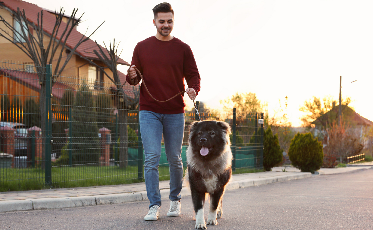 blog image - man running with large breed dog in neighborhood