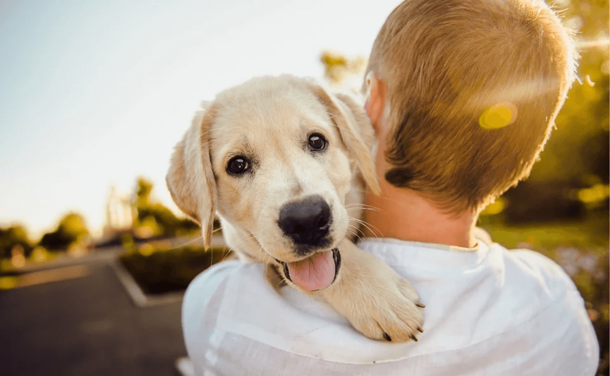 yellow lab puppy on man's shoulder