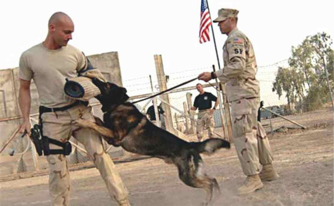 german shepherd military dog in training