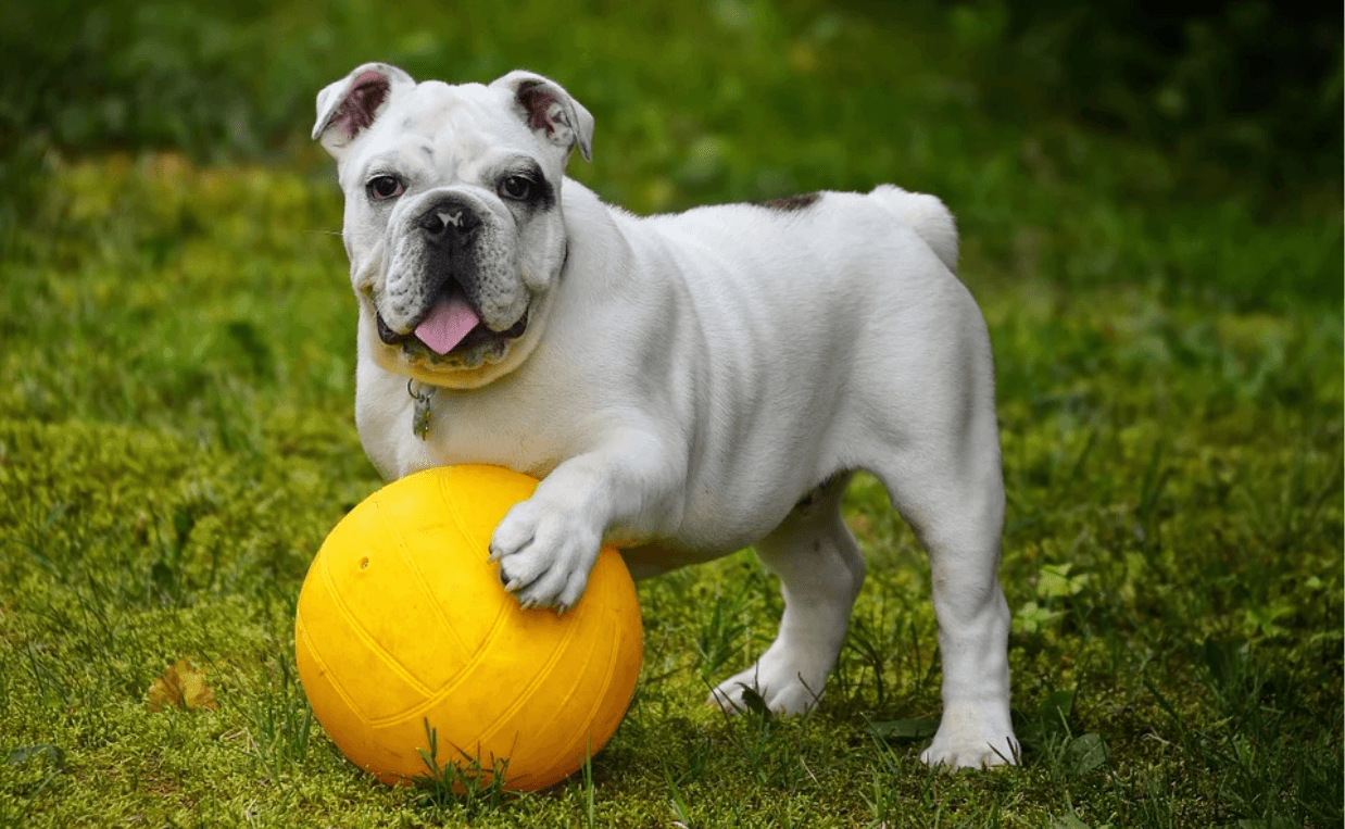 happy English bulldog with ball coronavirus
