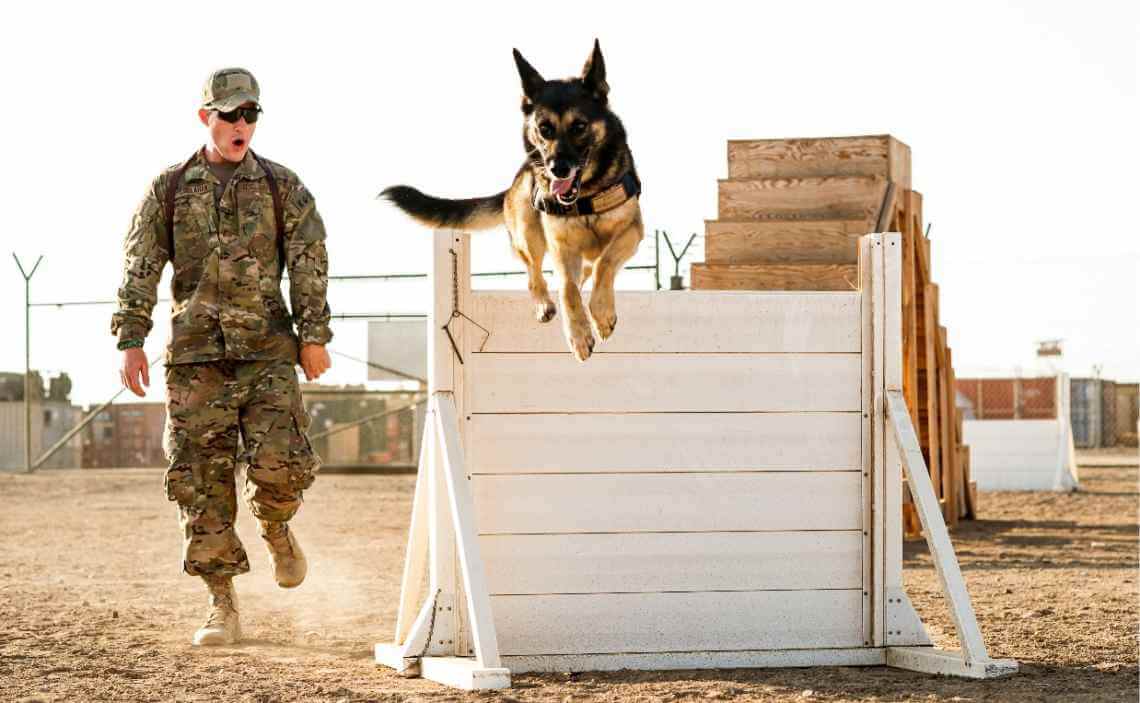 military dog in training jumping