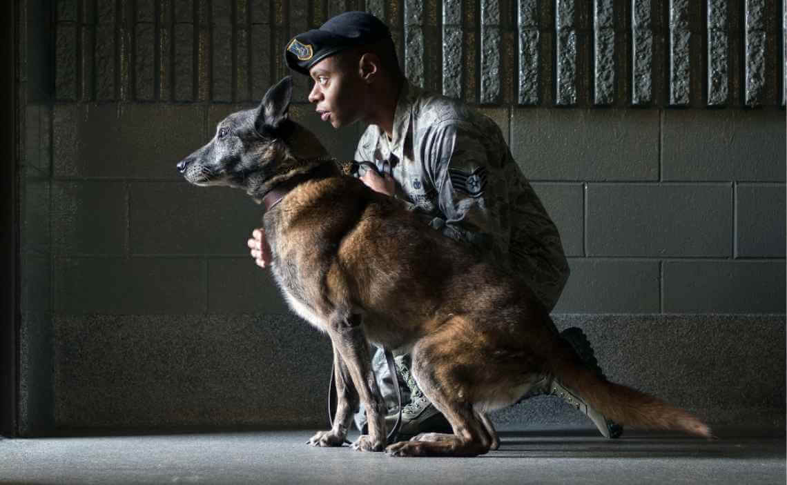 military dog with handler marine