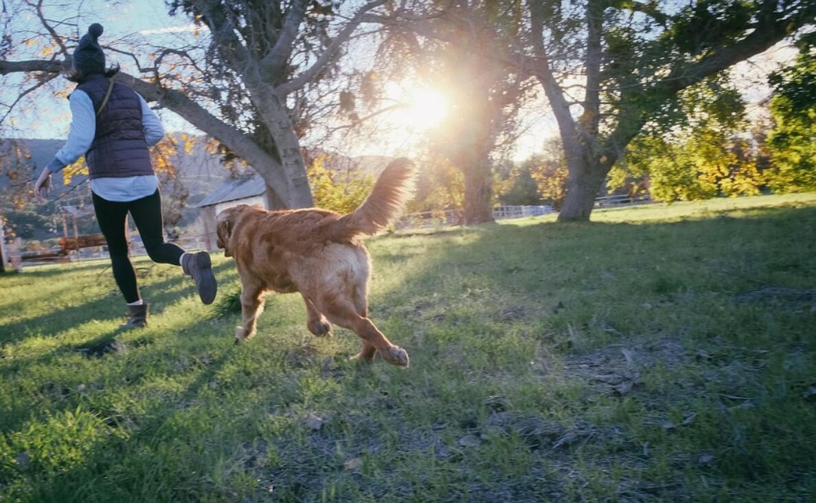 person exercising with dog running