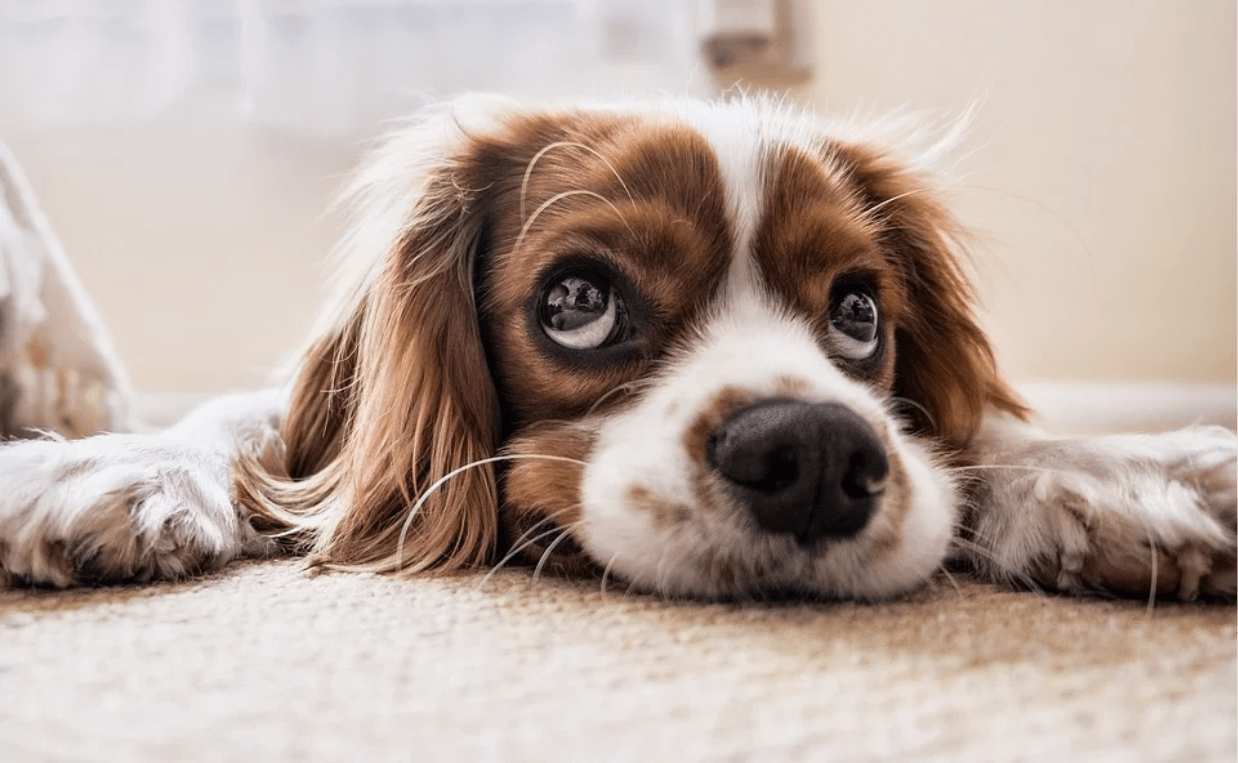 ad eyes white and brown terrier coronavirus