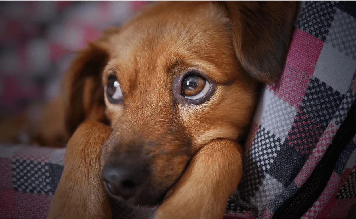 sad looking mixed-breed dog coronavirus