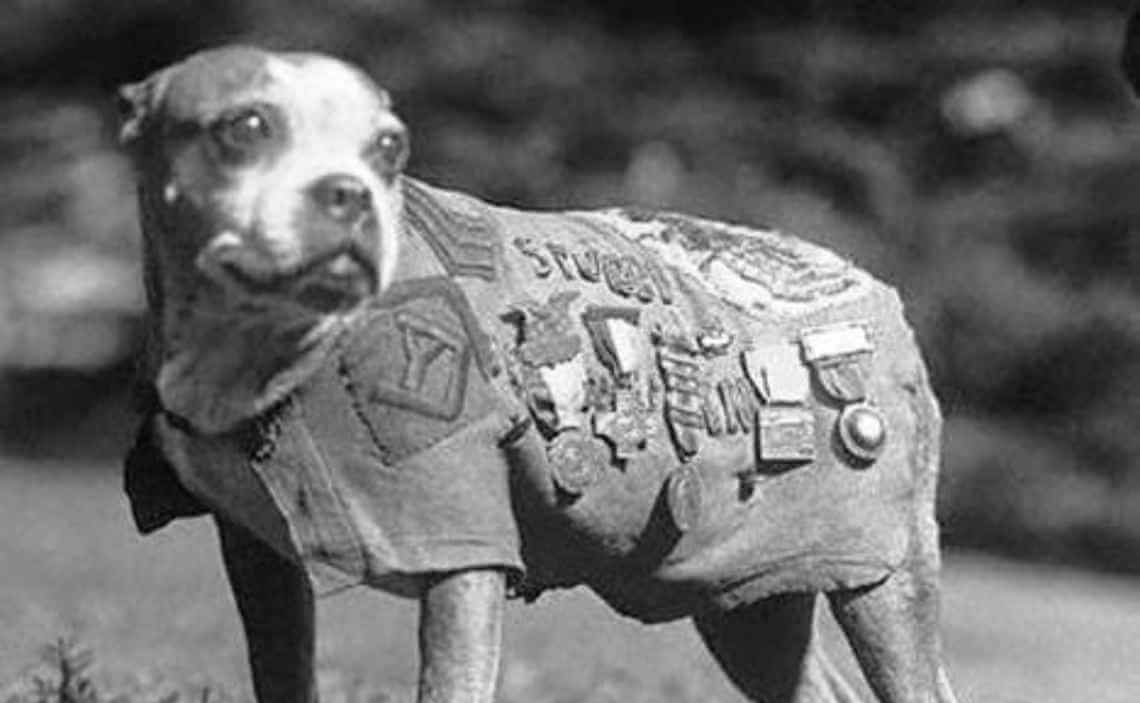 sergeant stubby decorated war hero