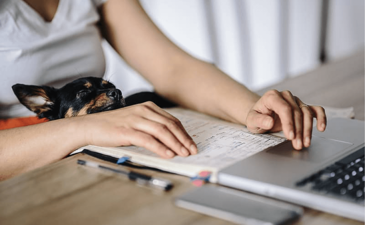 woman working at desk with chihuahua on lap