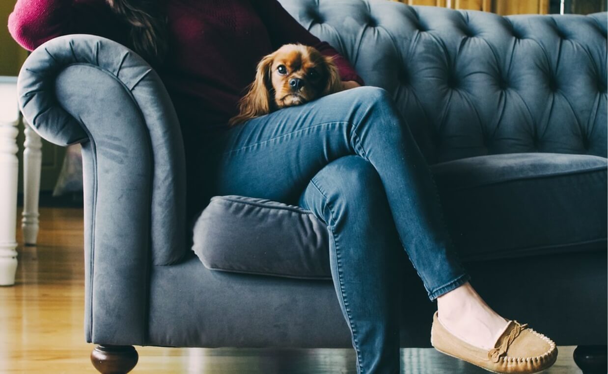 cocker spaniel on woman's lap foster dog