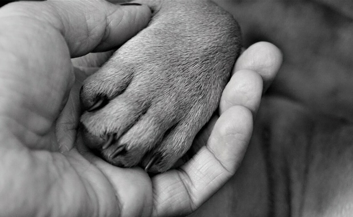 dog paw in man's hand foster dog