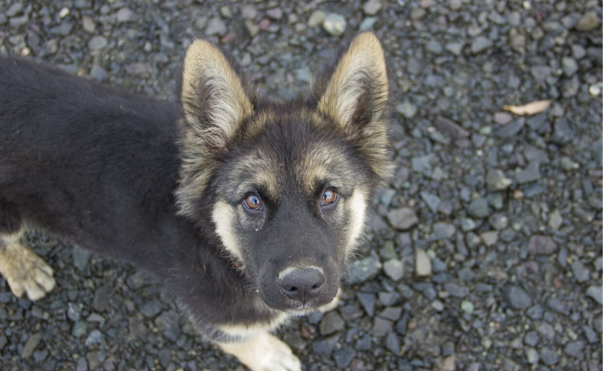 german shepherd puppy foster dog