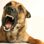 Why Dogs Are Aggressive and How to Stop It