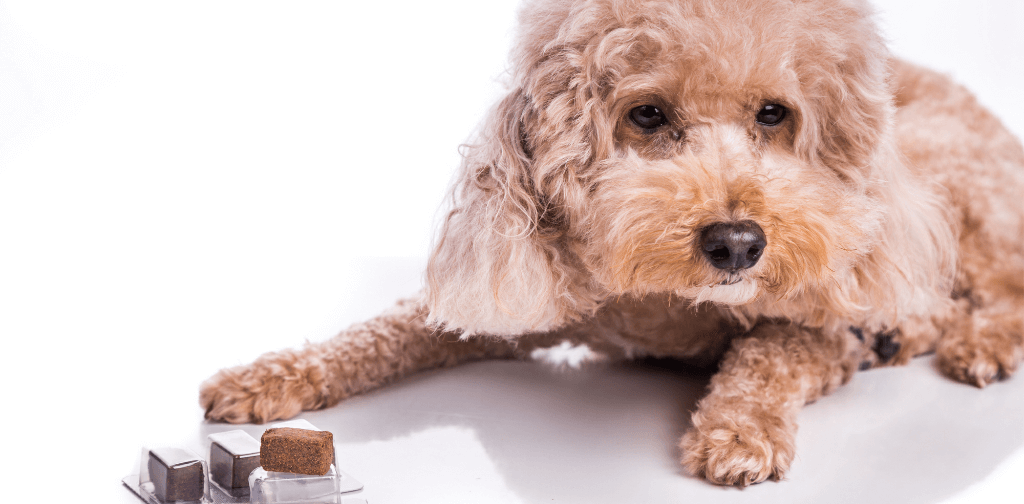 poodle dog with treat