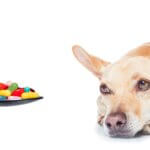 10 Tips to Get Your Dog to Take Medicine