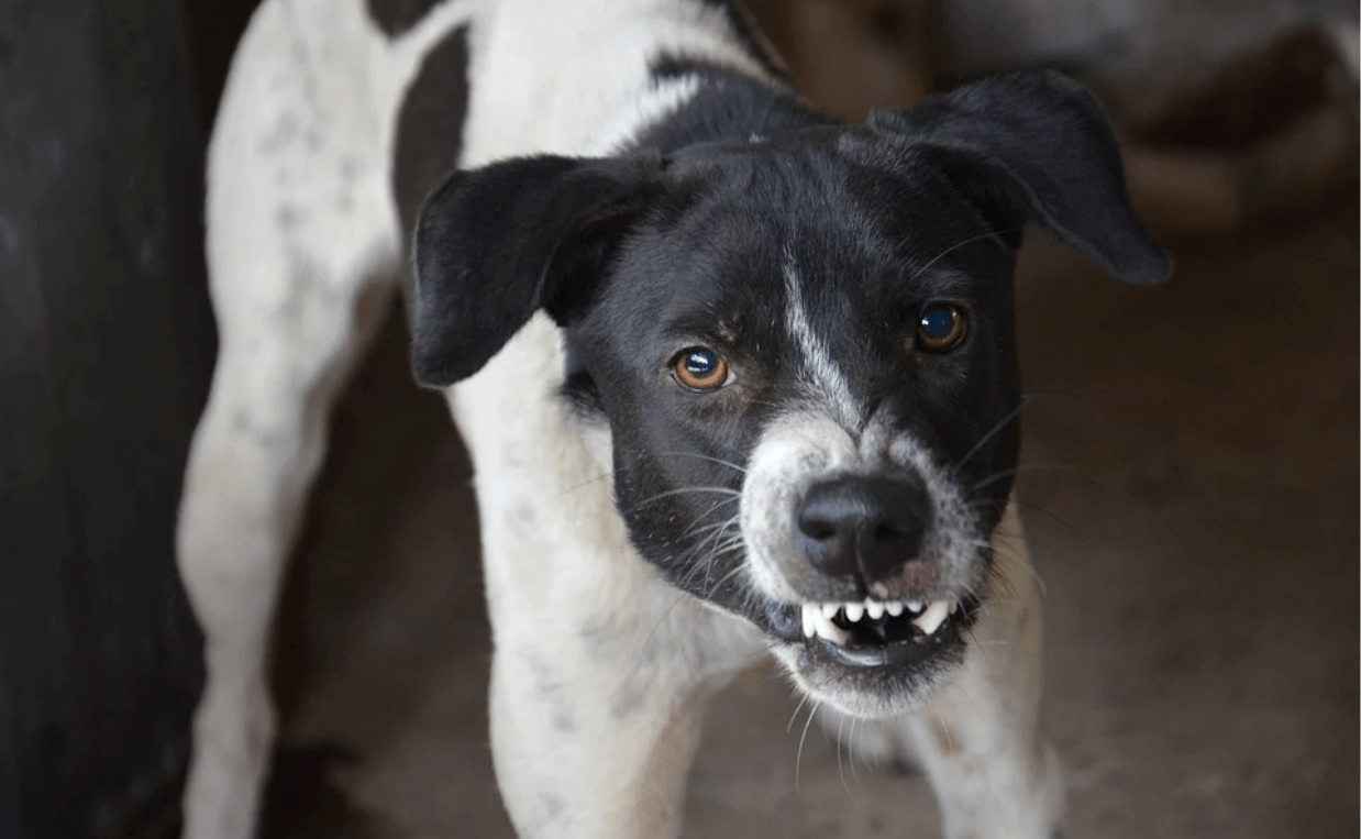 WHITE AND BLACK DOG BARING TEETH AGGRESSIVELY
