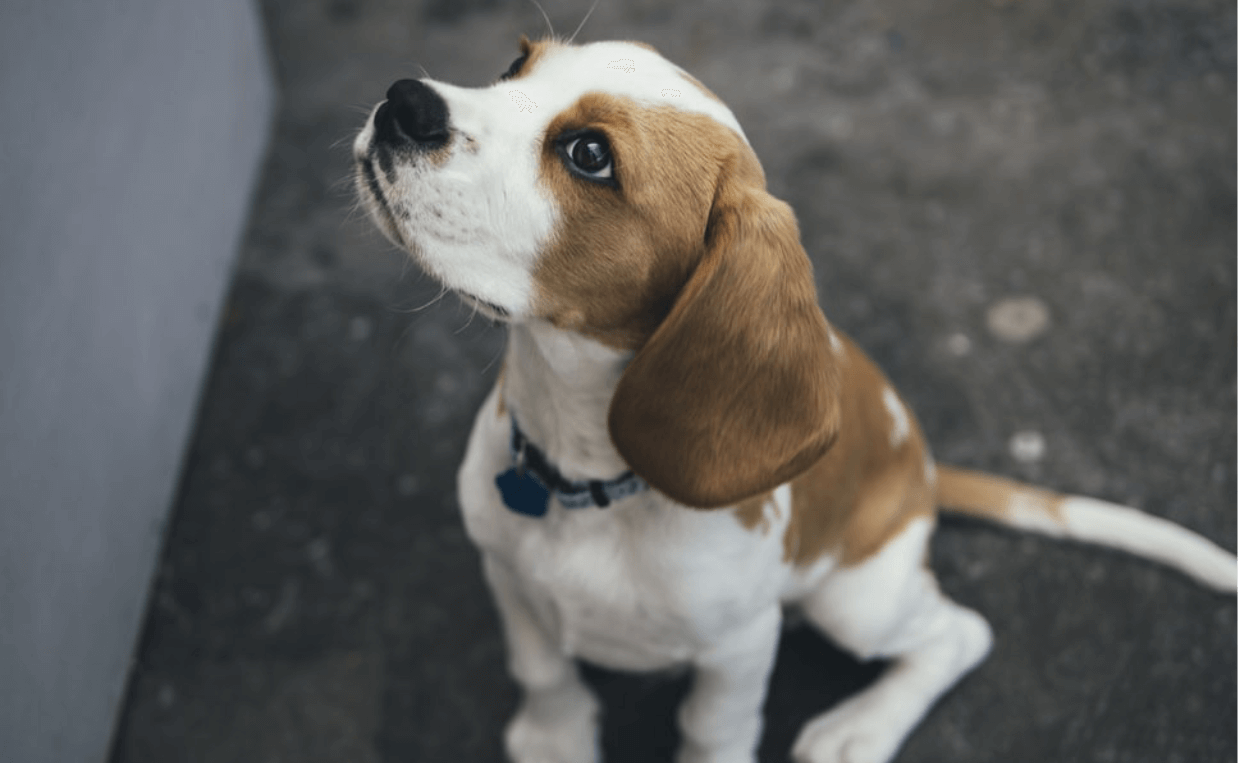 beagle dog heartworms