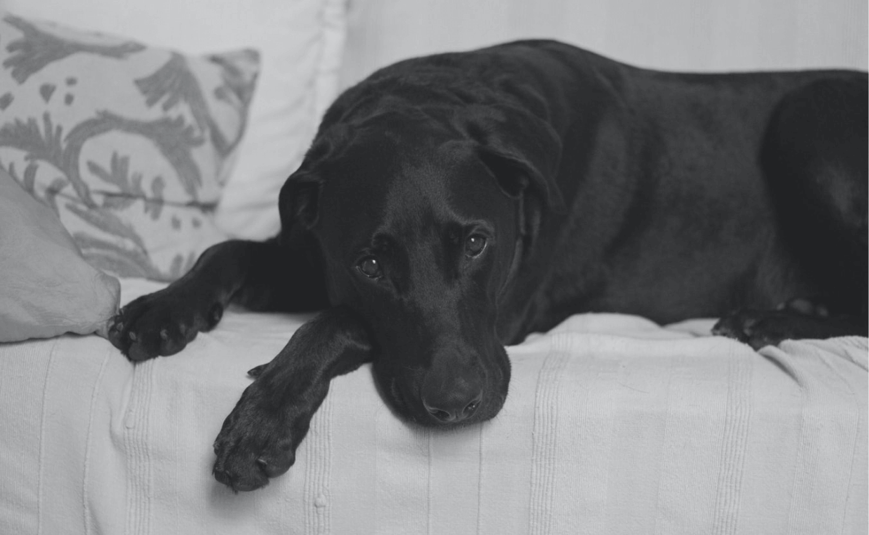 black lab sick dog heartworms black and white photo