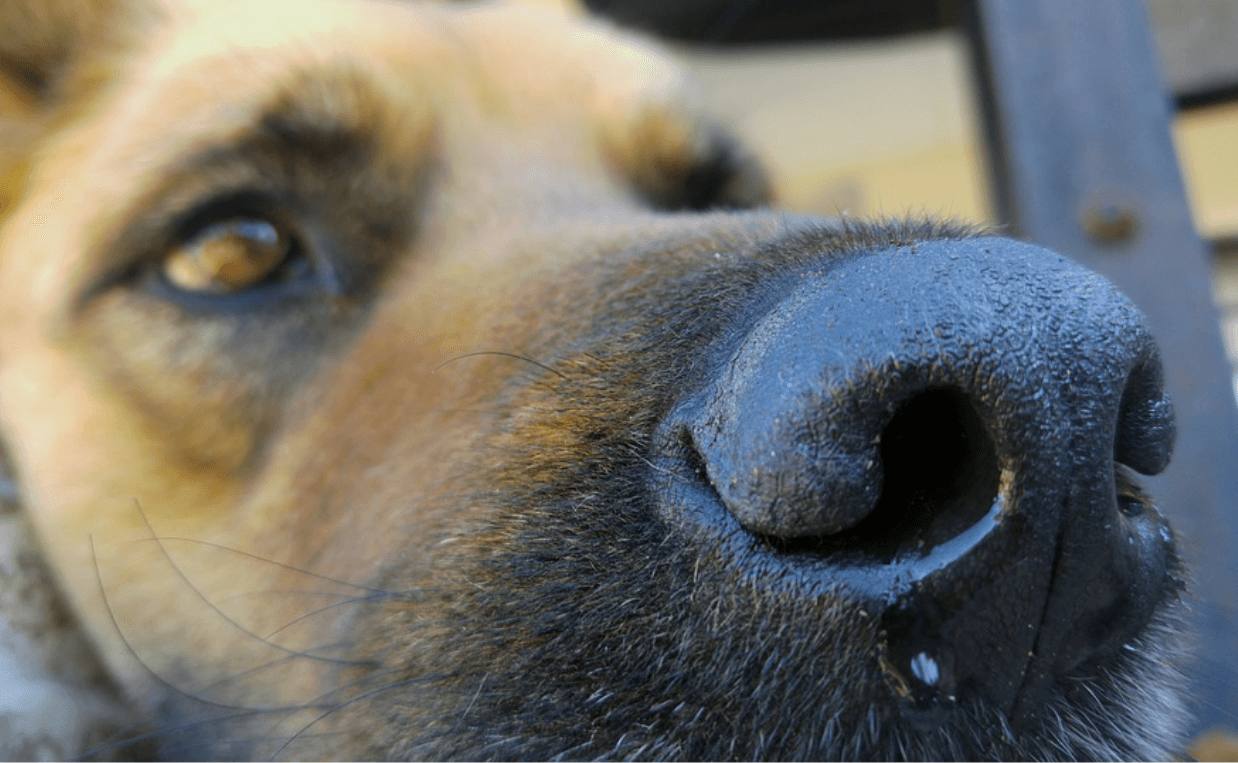 close up dog nose sick dog heartworms