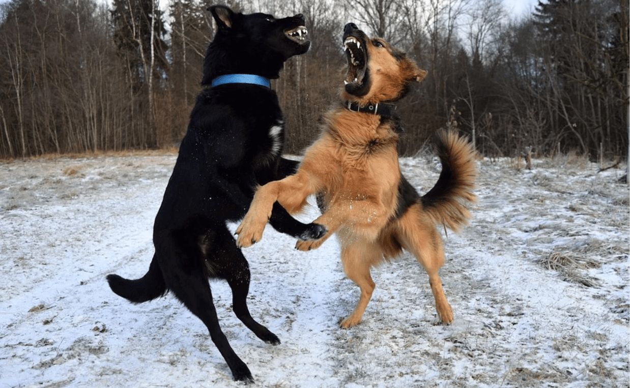 2 DOGS PLAYING AGGRESSIVELY