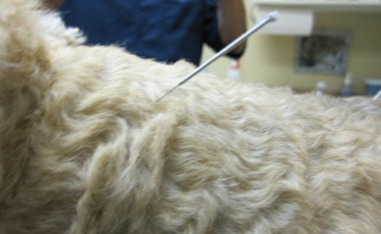 ACUPUNCTURE canine