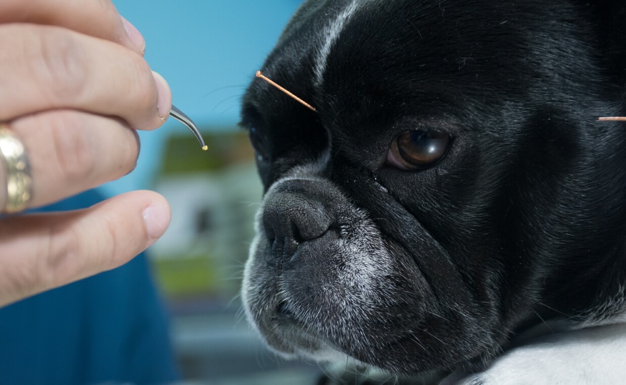 pug dog receiving acupuncture treatment