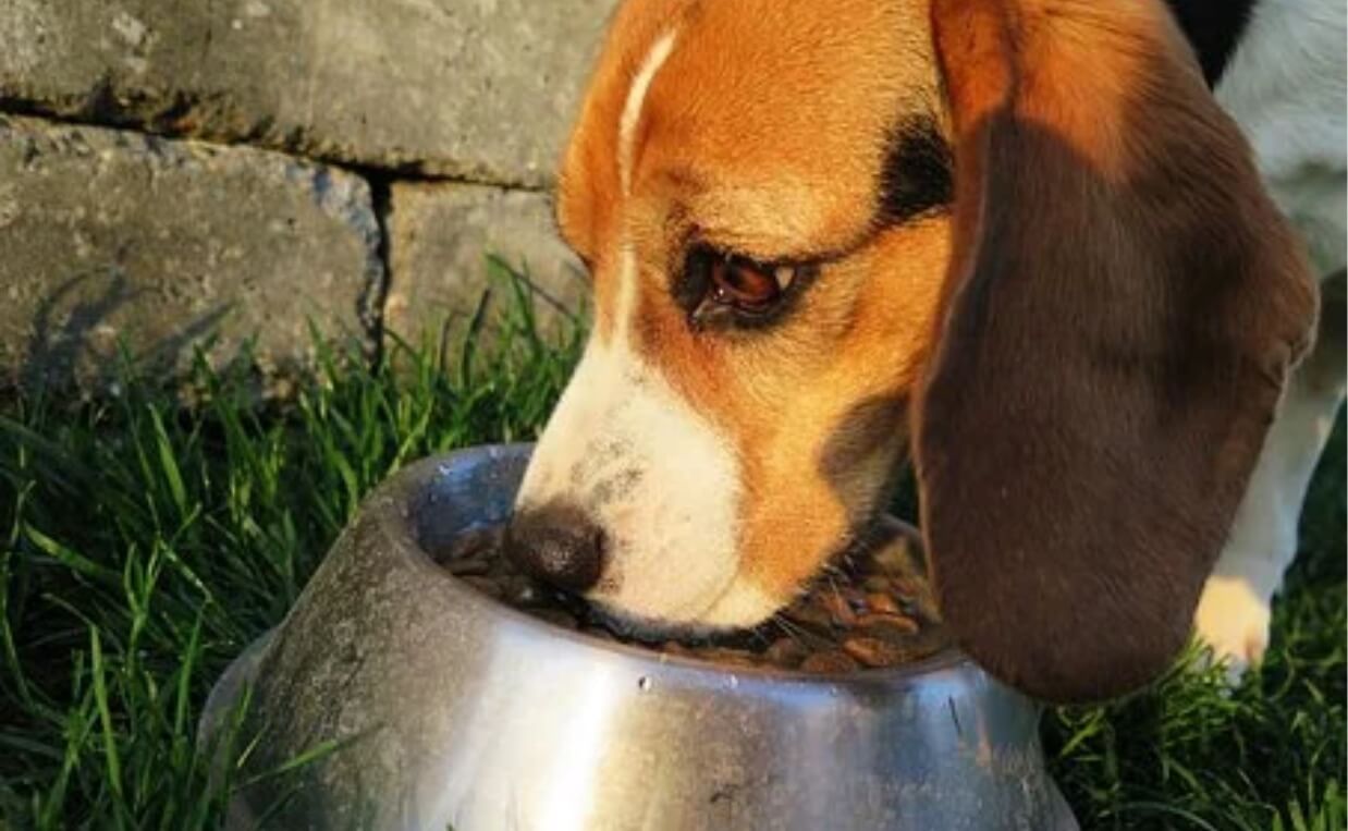 DOG FOOD GUARDING beagle eating food
