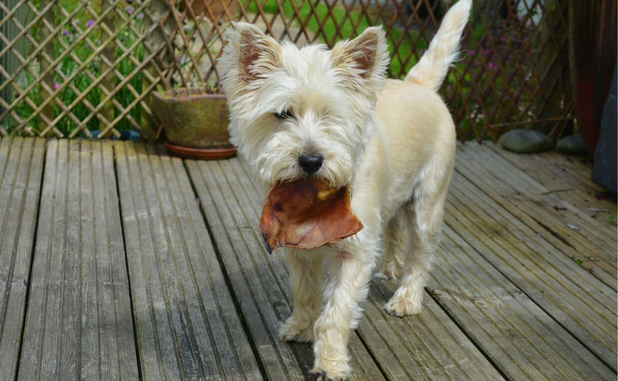 FOOD GUARDING cocker spaniel with pigs ear