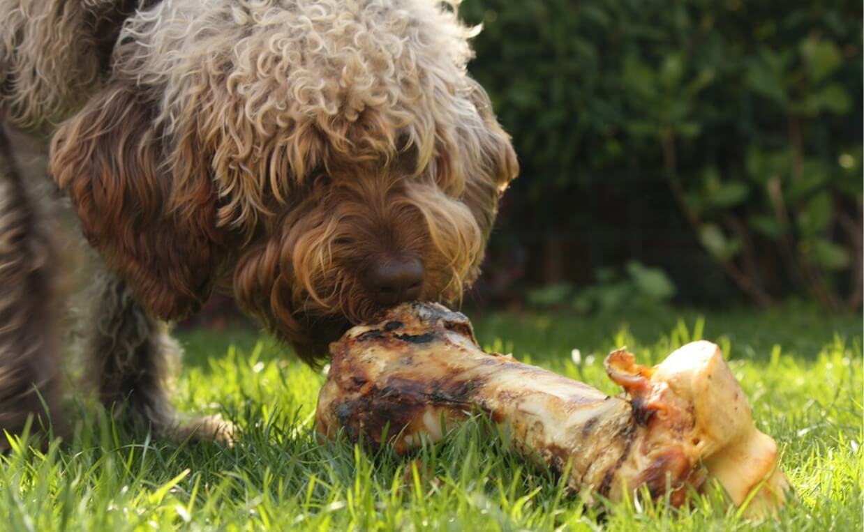 FOOD GUARDING poodle dog with bone