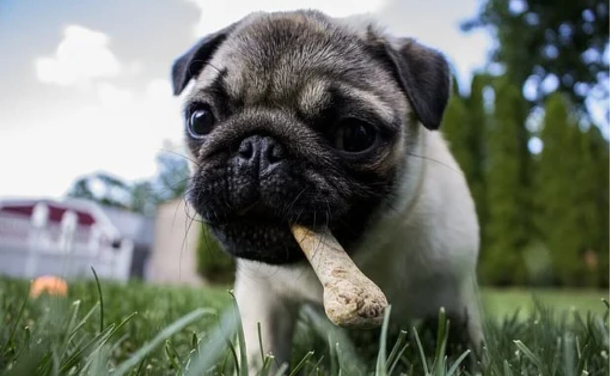 FOOD GUARDING pug dog with treat in yard