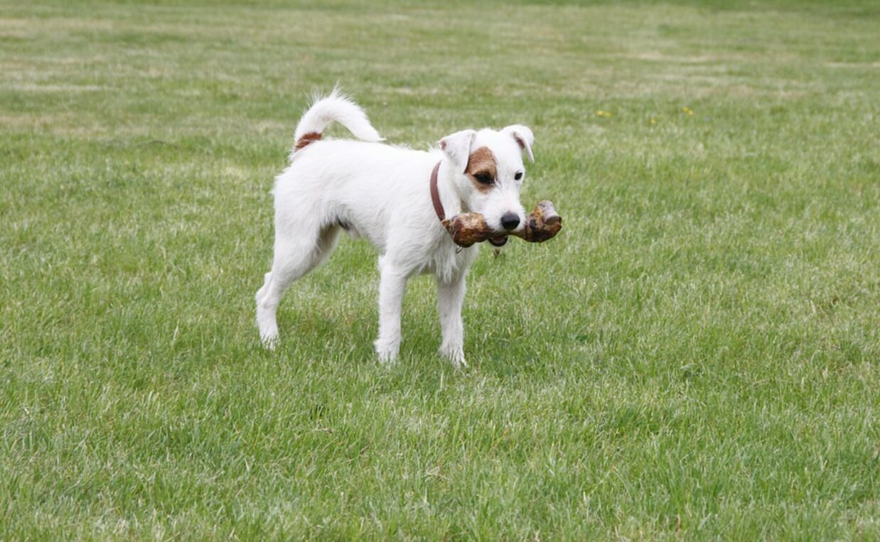  FOOD GUARDING russell terrier with bone