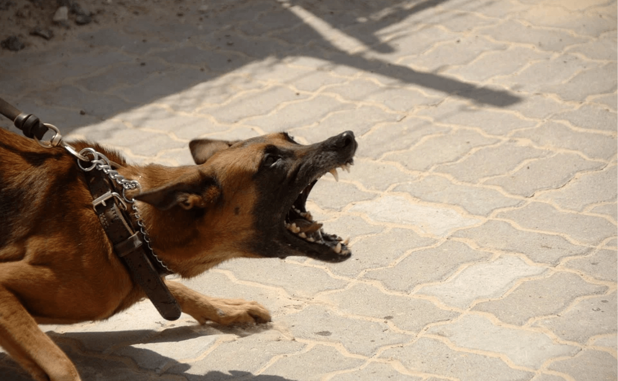 GERMAN SHEPHERD BEHAVING AGGRESSIVELY