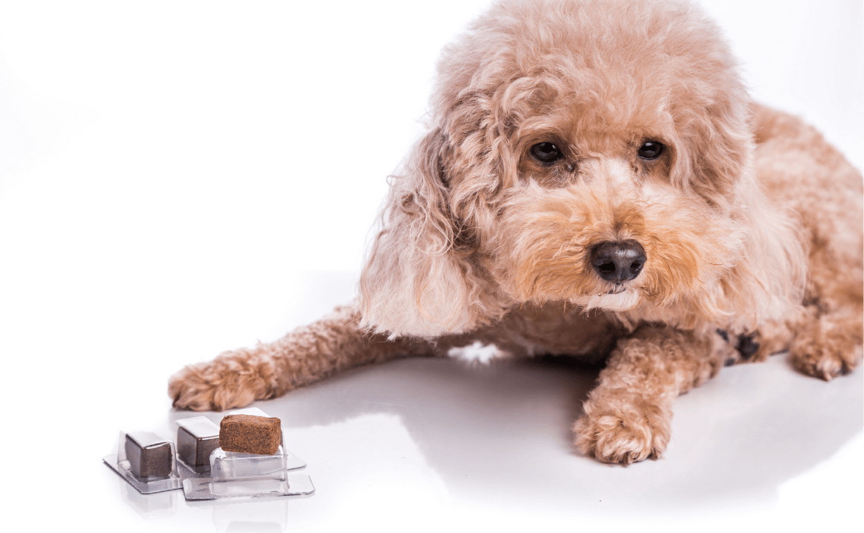 is heartworm medication necessary for indoor dogs