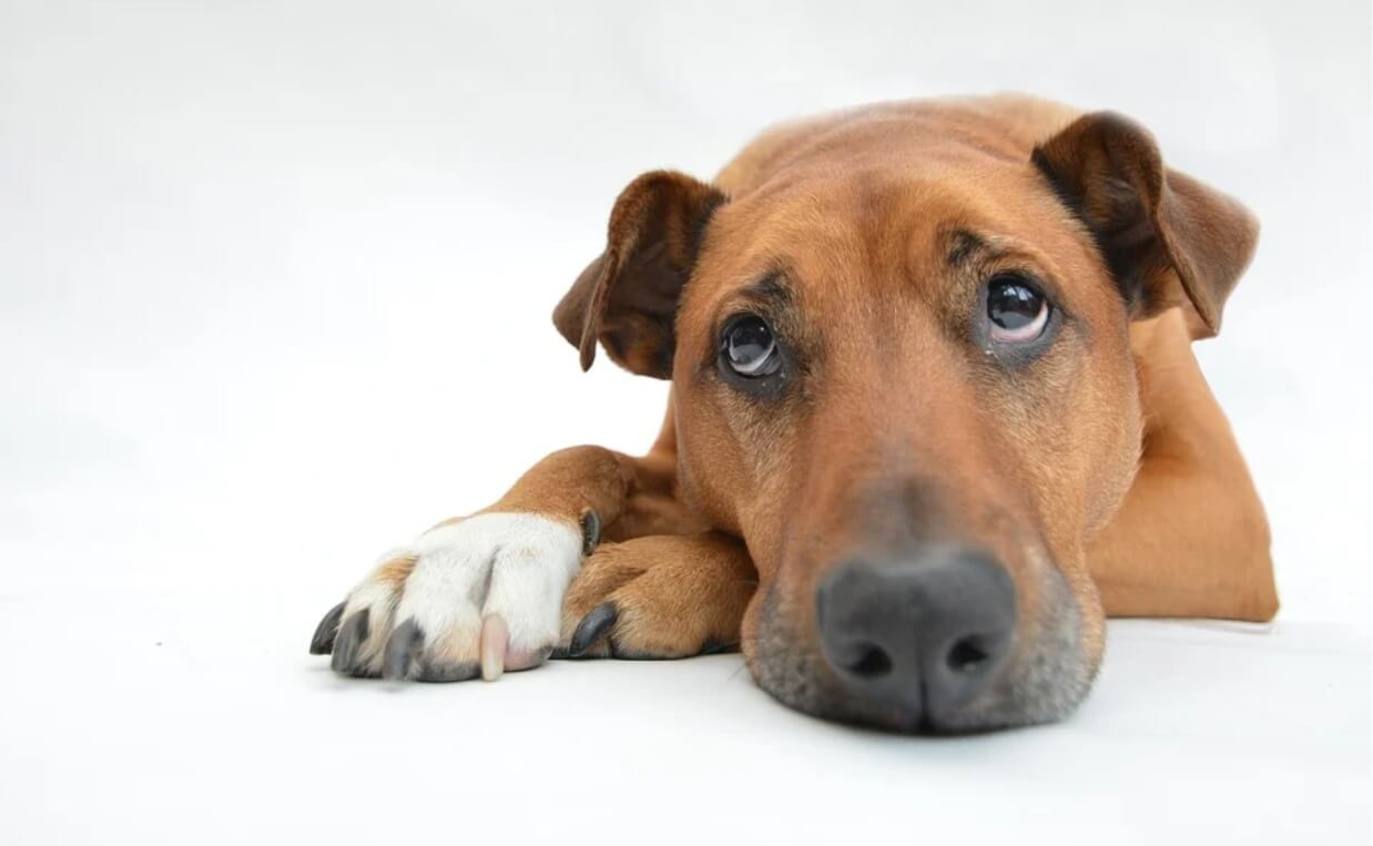 MUTT WITH WHITE PAW DOES NOT WANT TO TAKE MEDICINE