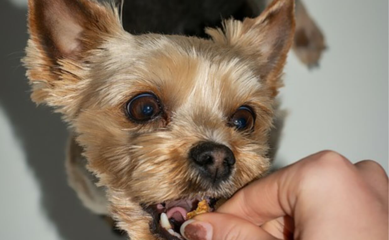 YORKSHIRE TERRIER TAKE MEDICINE