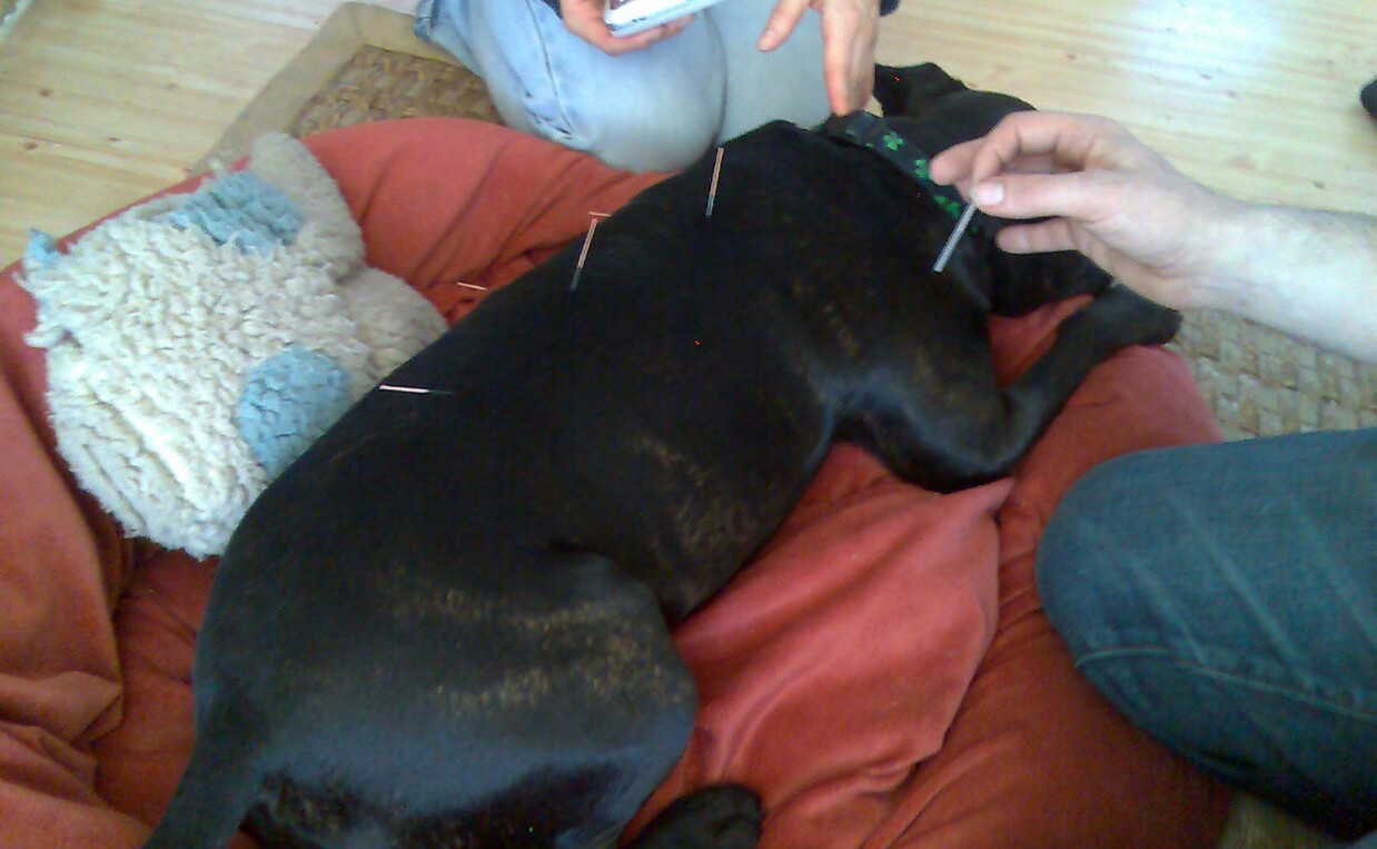 black lab - dog ACUPUNCTURE