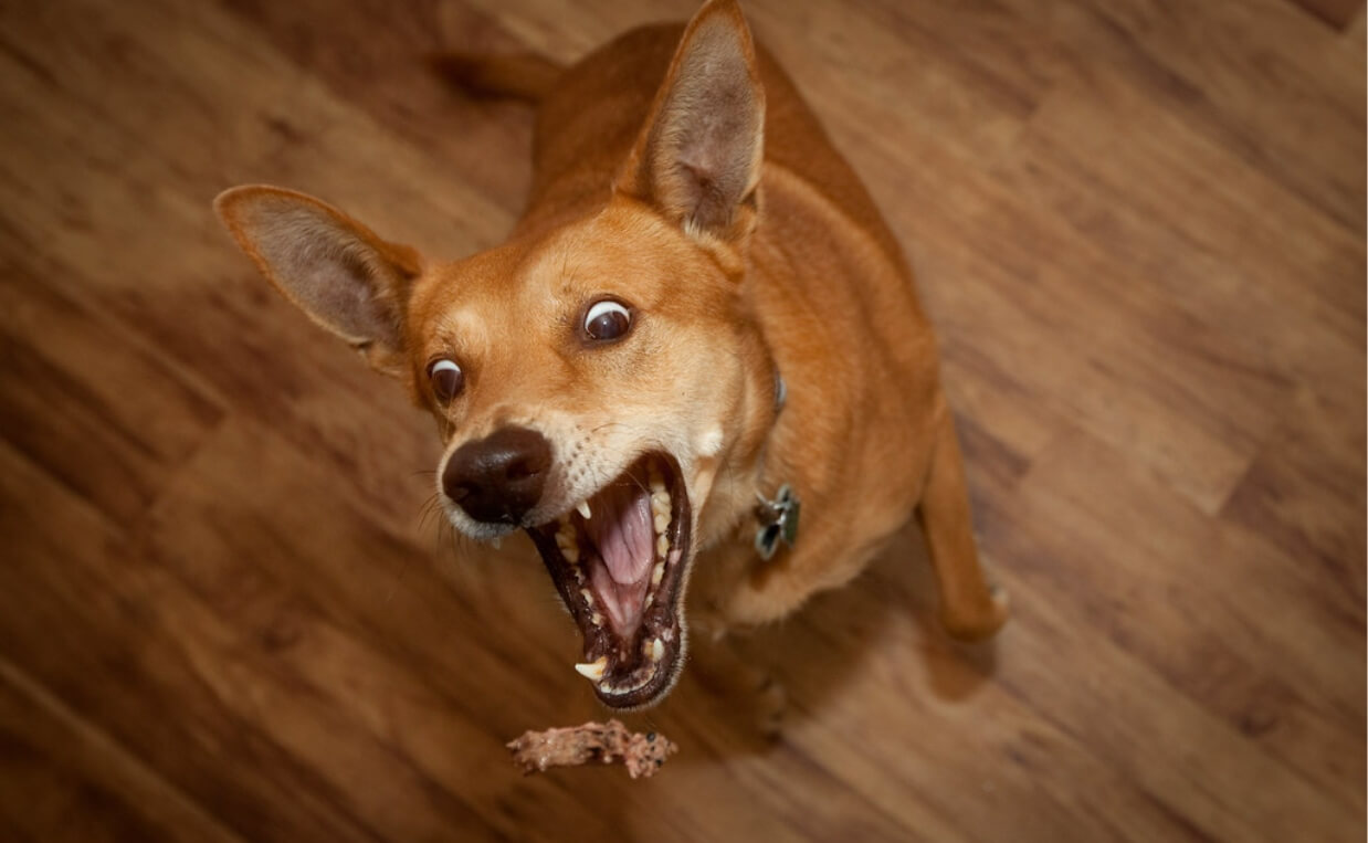 mutt food guarding dog steak