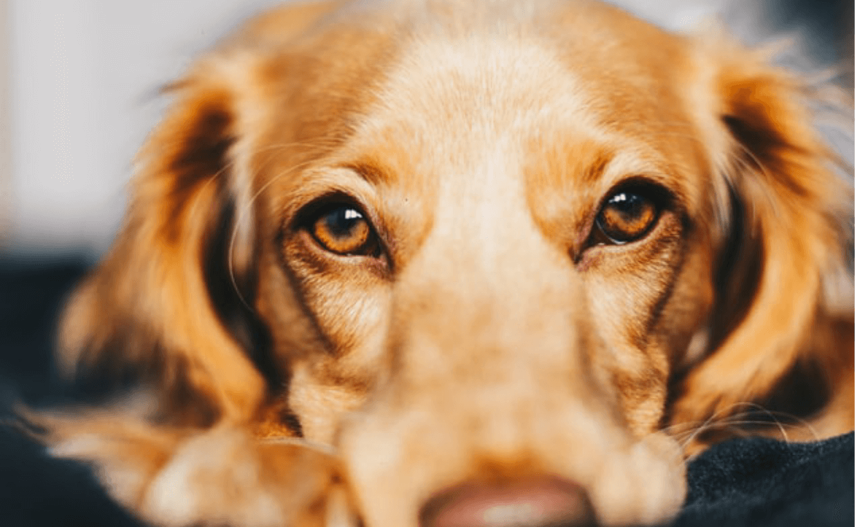 golden retreiver close up sick dog heartworms