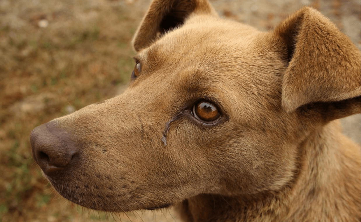 light brown dog floppy ears dog heartworms