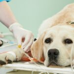 Is Your Dog a Good Candidate for Blood Donation?