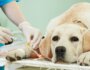 Is Your Dog a Good Candidate for Blood Donation?