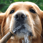 7 Creative Ways to Keep Your Dog Hydrated