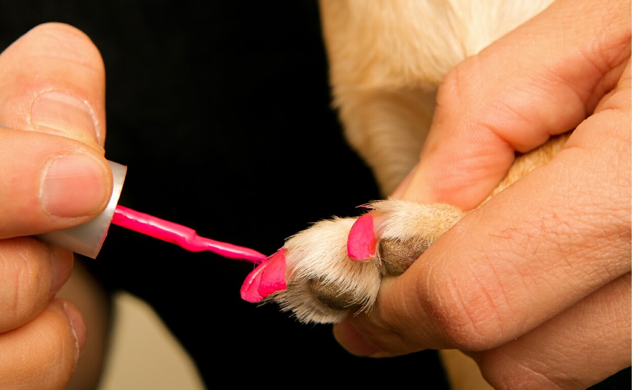 DOG GETTING NAILS PAINTED HOT PINK