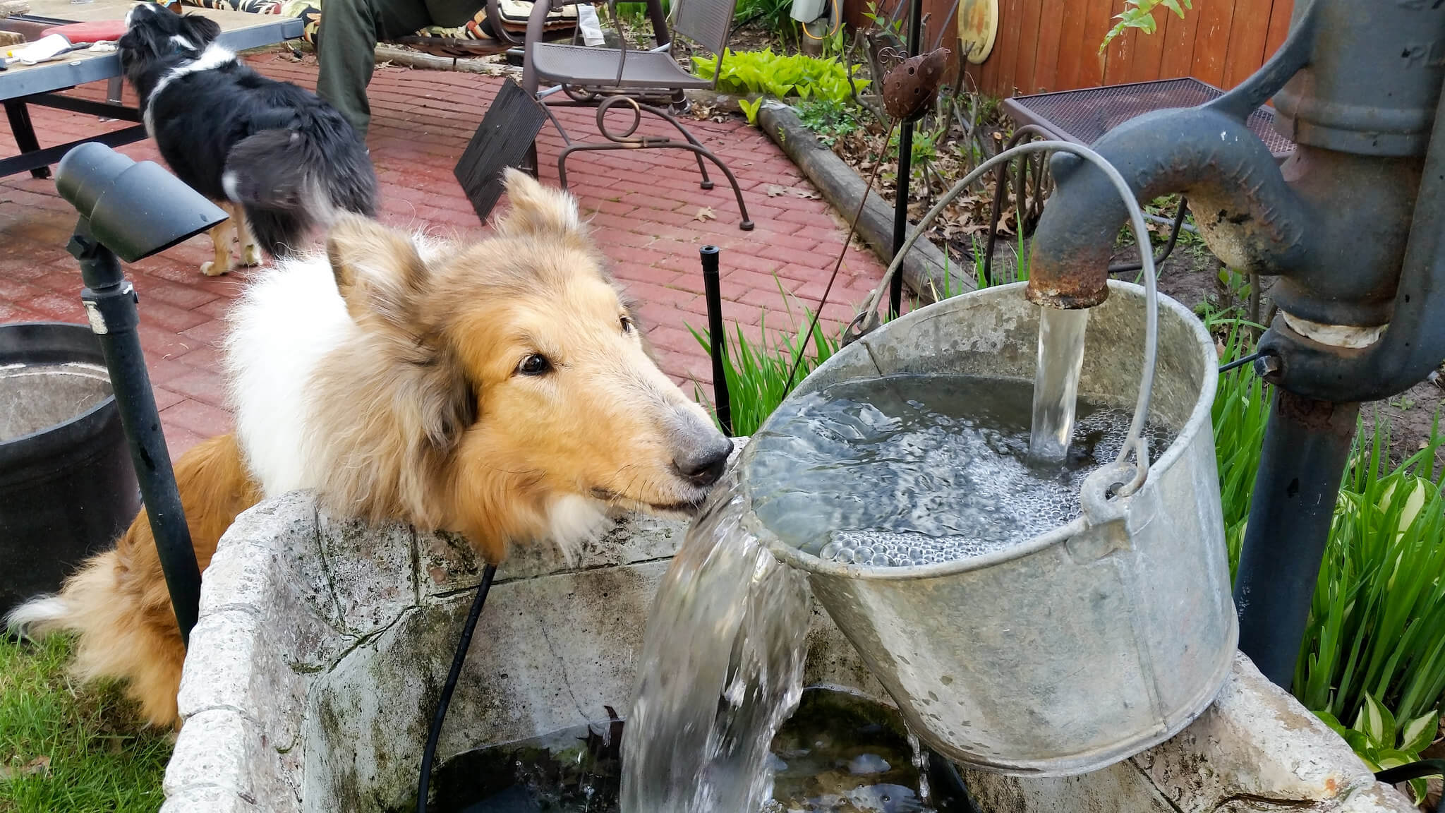 dog drinking out of bucket and hose