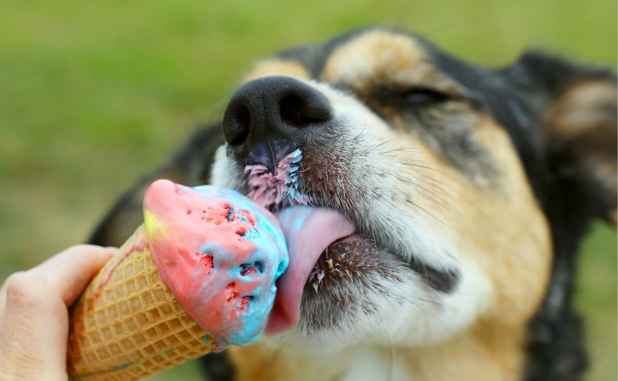 dog eating ice cream cone