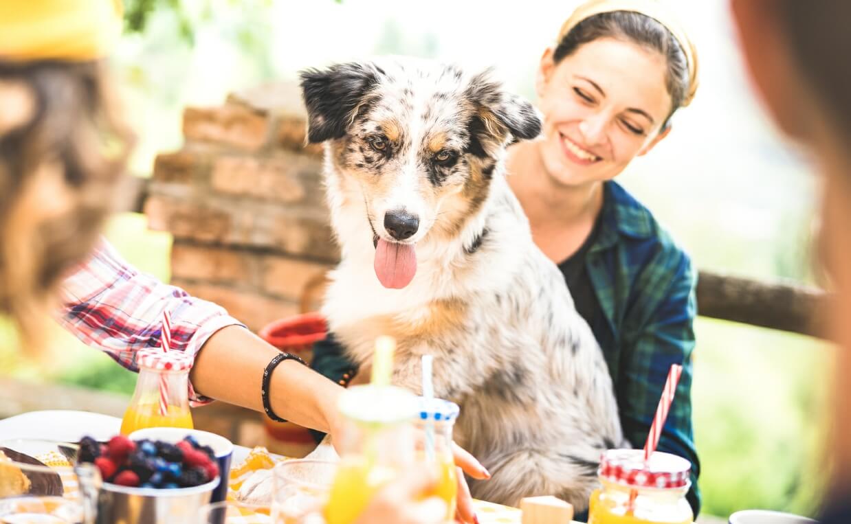 dog having dinner with owner