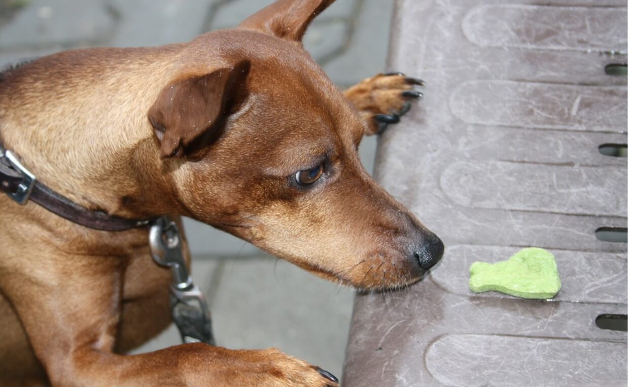 dog staring at treat