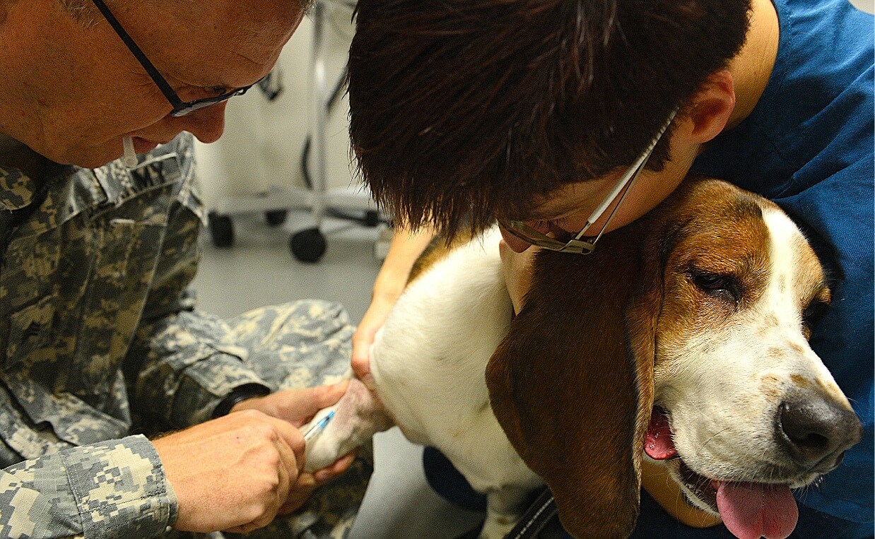 BEAGLE BLOOD DONATION