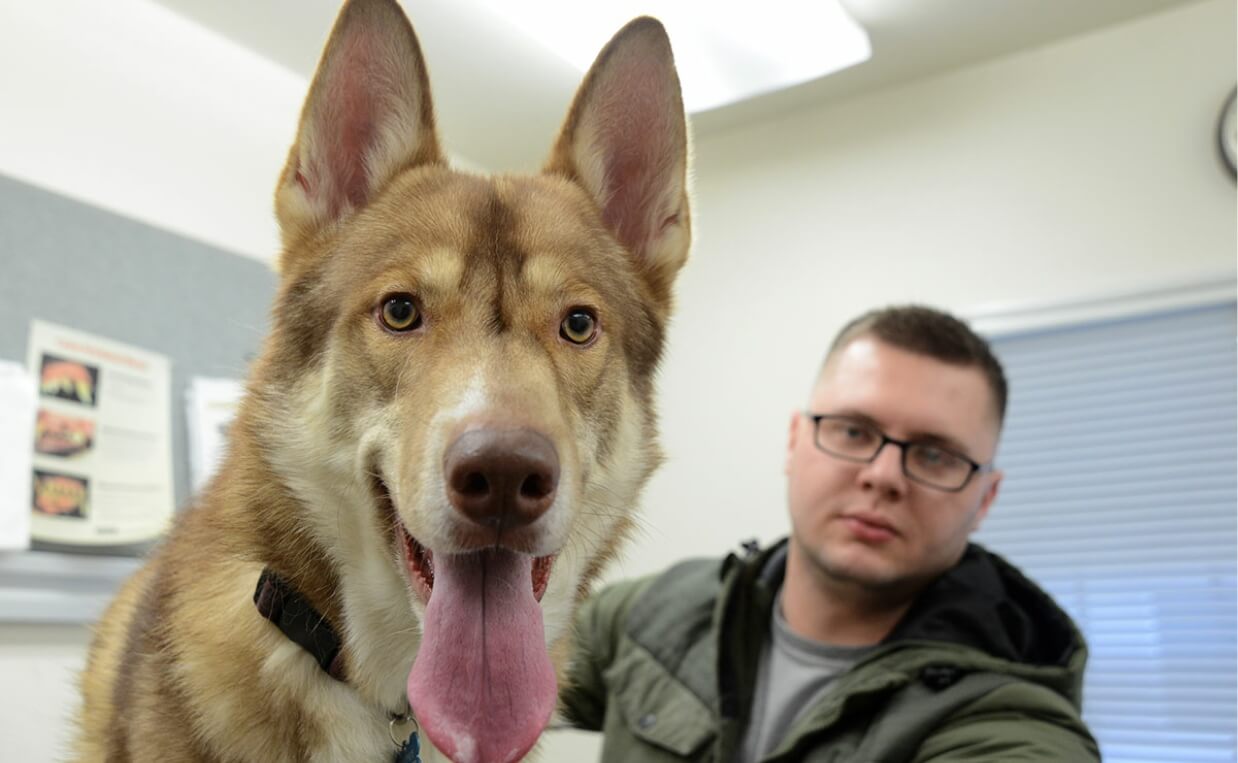 BLOOD DONATION HUSKY MIX DOG ALL BETTER